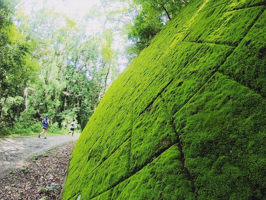 620の朝TRAIL 飯盛山  ～道との遭遇～